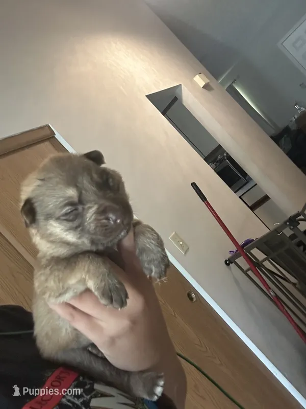 Chestnut – German Shepherd Dog puppy for sale in Columbus, OH