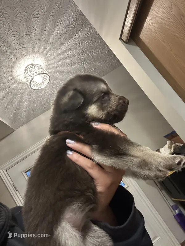 Willow  – German Shepherd Dog puppy for sale in Columbus, OH
