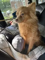 Ella, a female Pomeranian for sale in Columbus, OH – 3 of 5