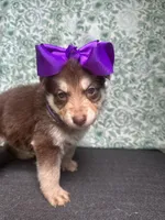 Willow, a female German Shepherd Dog for sale in Columbus, OH – 3 of 5