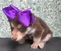 Willow, a female German Shepherd Dog for sale in Columbus, OH – 5 of 5