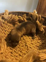 Chestnut , a female German Shepherd Dog for sale in Columbus, OH – 2 of 4