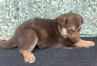 Birch, a male German Shepherd Dog for sale in Columbus, OH – 3 of 4