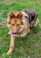 **UPCOMING LITTER**, a  German Shepherd Dog for sale in Columbus, OH – 4 of 6
