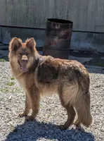 **UPCOMING LITTER**, a  German Shepherd Dog for sale in Columbus, OH – 5 of 6