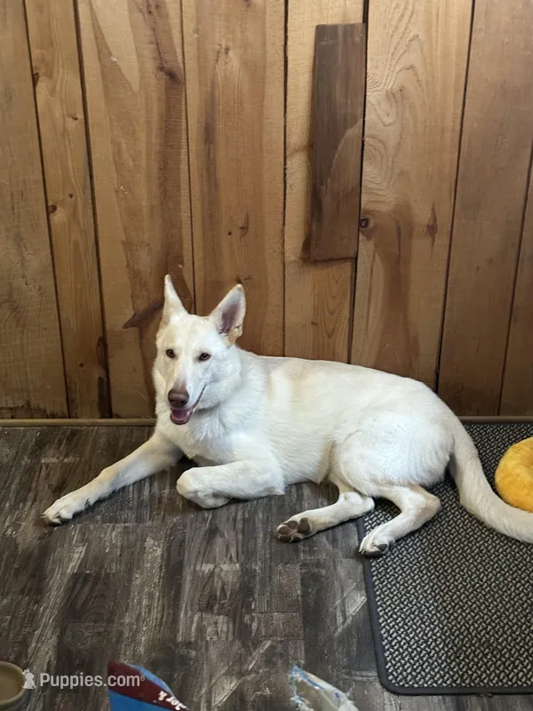 **UPCOMING LITTER** – German Shepherd Dog puppy for sale in Columbus, OH