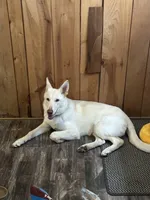 **UPCOMING LITTER**, a  German Shepherd Dog for sale in Columbus, OH – 1 of 6