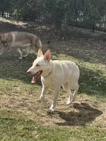 **UPCOMING LITTER**, a  German Shepherd Dog for sale in Columbus, OH – 3 of 6