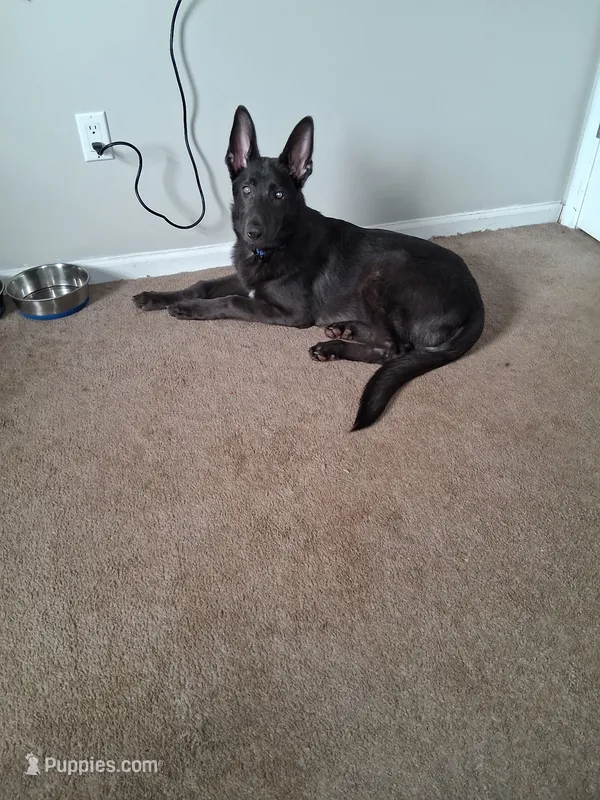 Forrest – German Shepherd Dog puppy for sale in Columbus, OH