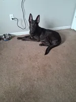 Forrest, a male German Shepherd Dog for sale in Columbus, OH – 1 of 5