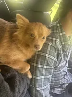 Ella, a female Pomeranian for sale in Columbus, OH – 4 of 5