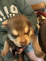 Cedar , a male German Shepherd Dog for sale in Columbus, OH – 3 of 3