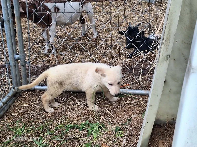 White female  – German Shepherd Dog puppy for sale in Columbus, OH