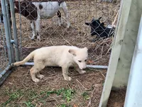 White female , a female German Shepherd Dog for sale in Columbus, OH – 1 of 3