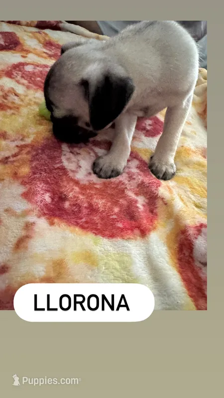 Llorona  – Pug puppy for sale in Santa Maria, CA