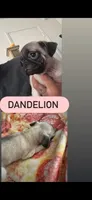 Dandelion, a female Pug for sale in Santa Maria, CA – 1 of 1