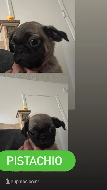 Pistachio  – Pug puppy for sale in Santa Maria, CA