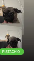 Pistachio , a male Pug for sale in Santa Maria, CA – 1 of 1