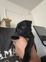 Needoh , a female Pug for sale in Santa Maria, CA – 2 of 2