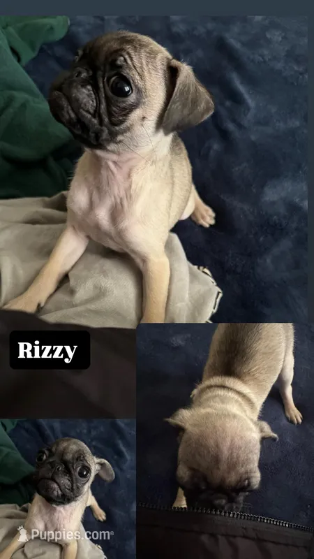 Rizzy