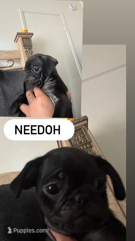 Needoh  – Pug puppy for sale in Santa Maria, CA