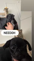 Needoh , a female Pug for sale in Santa Maria, CA – 1 of 2