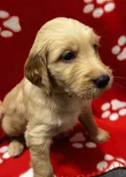 Yellow, a female Goldendoodle and Golden Retriever for sale in Ames, IA – 3 of 3