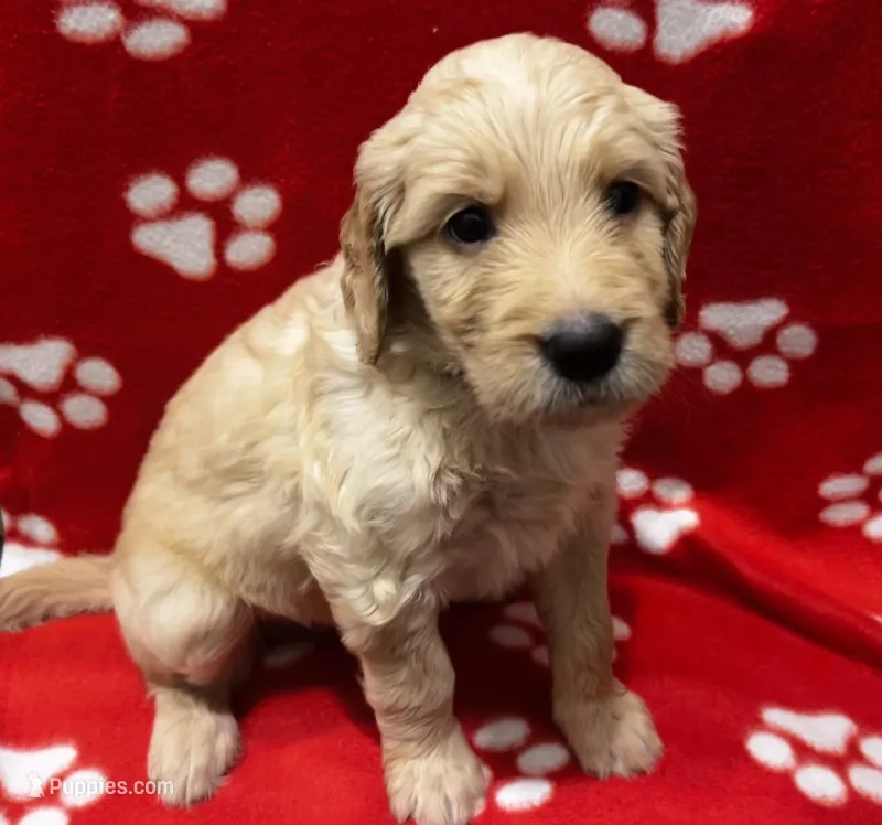 Pink – Goldendoodle, Golden Retriever puppy for sale in Ames, IA