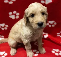 Pink, a female Goldendoodle and Golden Retriever for sale in Ames, IA – 1 of 2