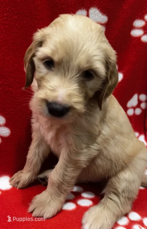 Orange – Goldendoodle, Golden Retriever puppy for sale in Ames, IA