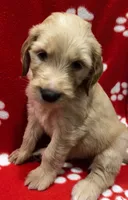 Orange, a female Goldendoodle and Golden Retriever for sale in Ames, IA – 1 of 3