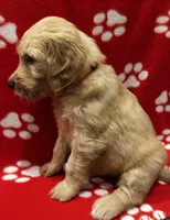 Orange, a female Goldendoodle and Golden Retriever for sale in Ames, IA – 2 of 3