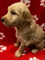Yellow, a female Goldendoodle and Golden Retriever for sale in Ames, IA – 2 of 3