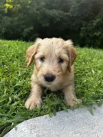 Orange, a female Goldendoodle and Golden Retriever for sale in Ames, IA – 3 of 3