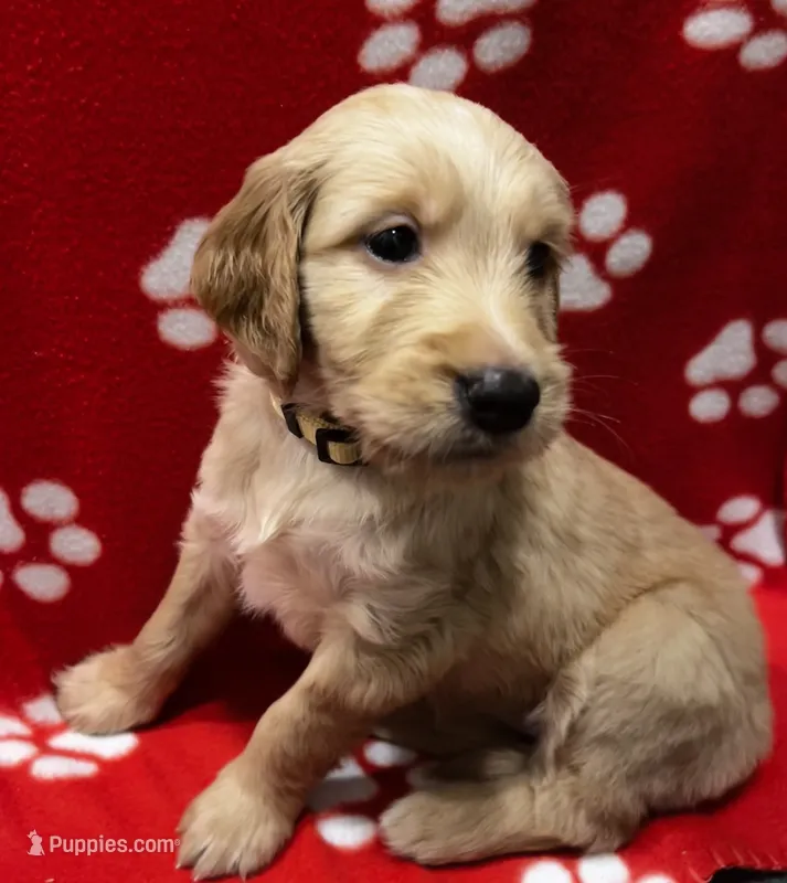 Yellow – Goldendoodle, Golden Retriever puppy for sale in Ames, IA