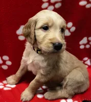 Yellow, a female Goldendoodle and Golden Retriever for sale in Ames, IA – 1 of 3