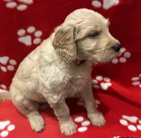 Pink, a female Goldendoodle and Golden Retriever for sale in Ames, IA – 2 of 2