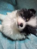 Dixie , a female Pomeranian for sale in Tekamah, NE – Photo 4 of 4