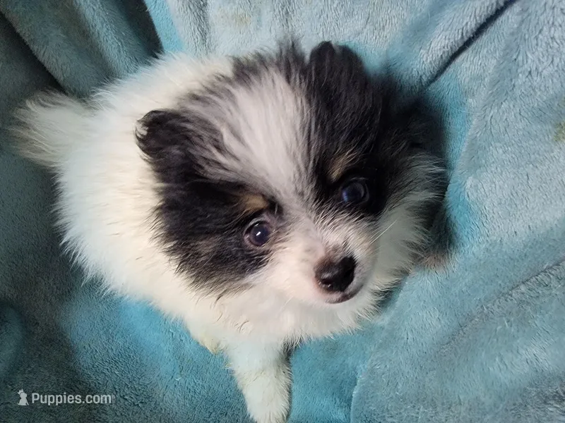 Dixie  – Pomeranian puppy for sale in Tekamah, NE