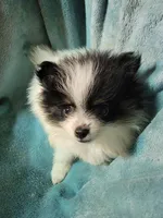 Dixie , a female Pomeranian for sale in Tekamah, NE – Photo 2 of 4