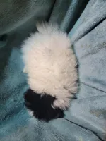 Dixie , a female Pomeranian for sale in Tekamah, NE – Photo 3 of 4