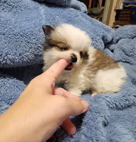 Pokey Little Puppy, a male Pomeranian for sale in Tekamah, NE – Photo 3 of 3