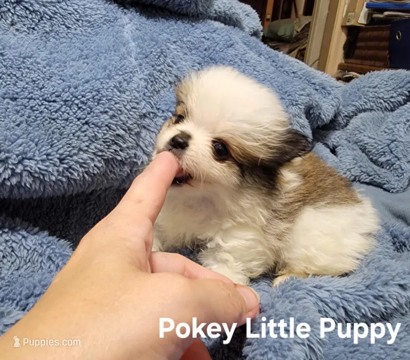 Pokey Little Puppy