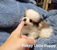 Pokey Little Puppy, a male Pomeranian for sale in Tekamah, NE – Photo 1 of 3