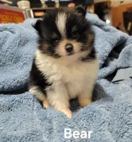 Bear, a male Pomeranian for sale in Tekamah, NE – Photo 1 of 5