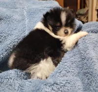 Bear, a male Pomeranian for sale in Tekamah, NE – Photo 5 of 5