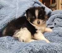 Bear, a male Pomeranian for sale in Tekamah, NE – Photo 3 of 5