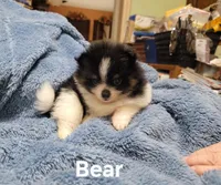 Bear, a male Pomeranian for sale in Tekamah, NE – Photo 2 of 5