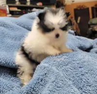 Georgie, a male Pomeranian for sale in Tekamah, NE – Photo 4 of 4