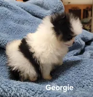 Georgie, a male Pomeranian for sale in Tekamah, NE – Photo 2 of 4